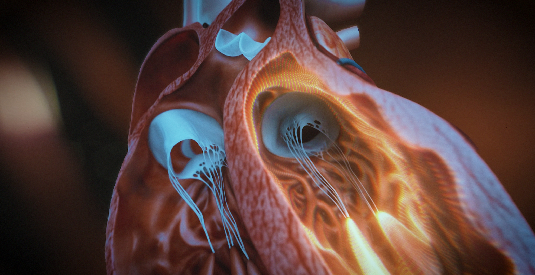 Animacja medyczna 360 stopni, widok serca, przekroje i symulacja z animacji 3D. Medical Animation 360 degree, heart view, cross-sections and simulation from 3D animation.