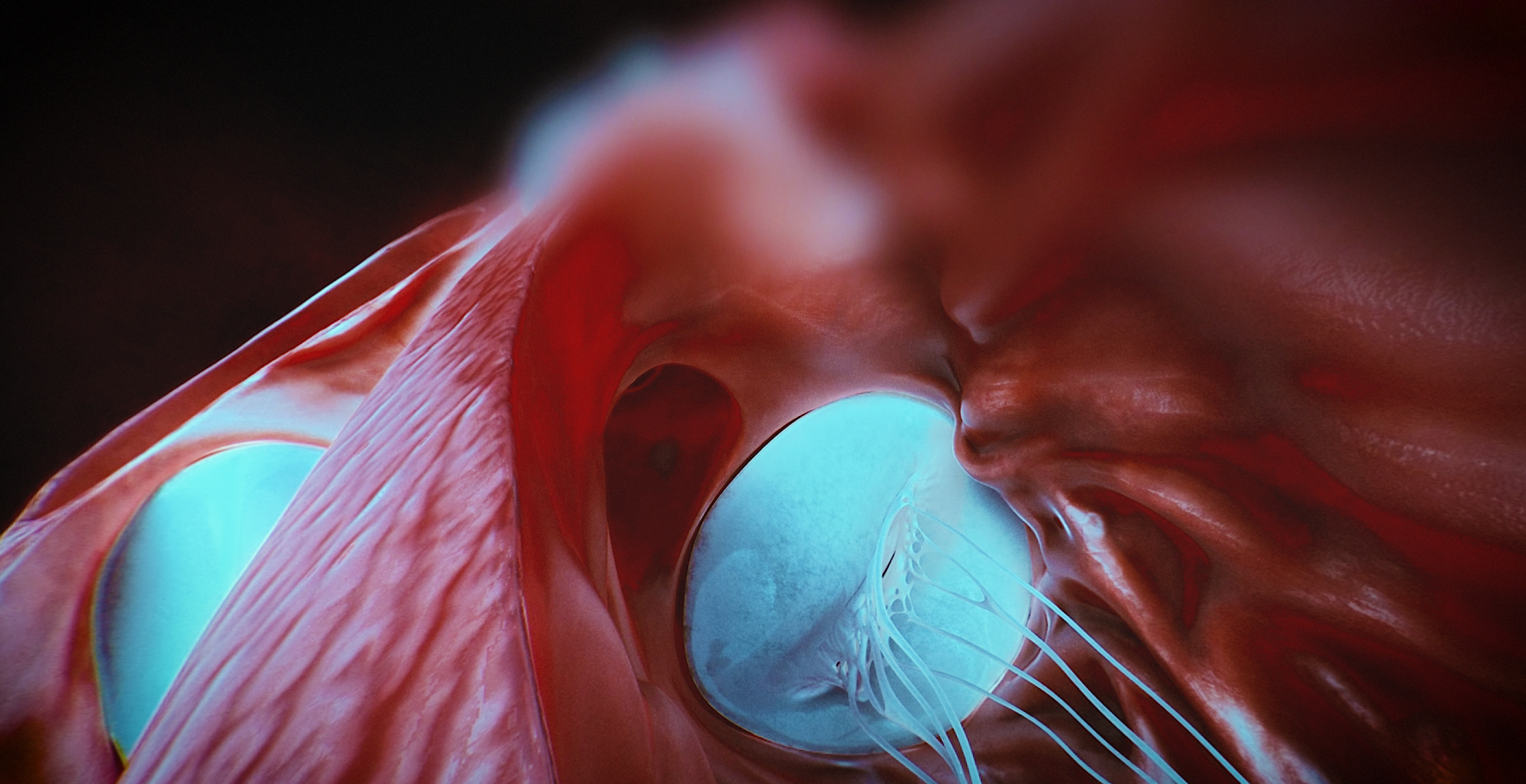Animacja medyczna 360 stopni, widok serca, przekroje i symulacja z animacji 3D. Medical Animation 360 degree, heart view, cross-sections and simulation from 3D animation.