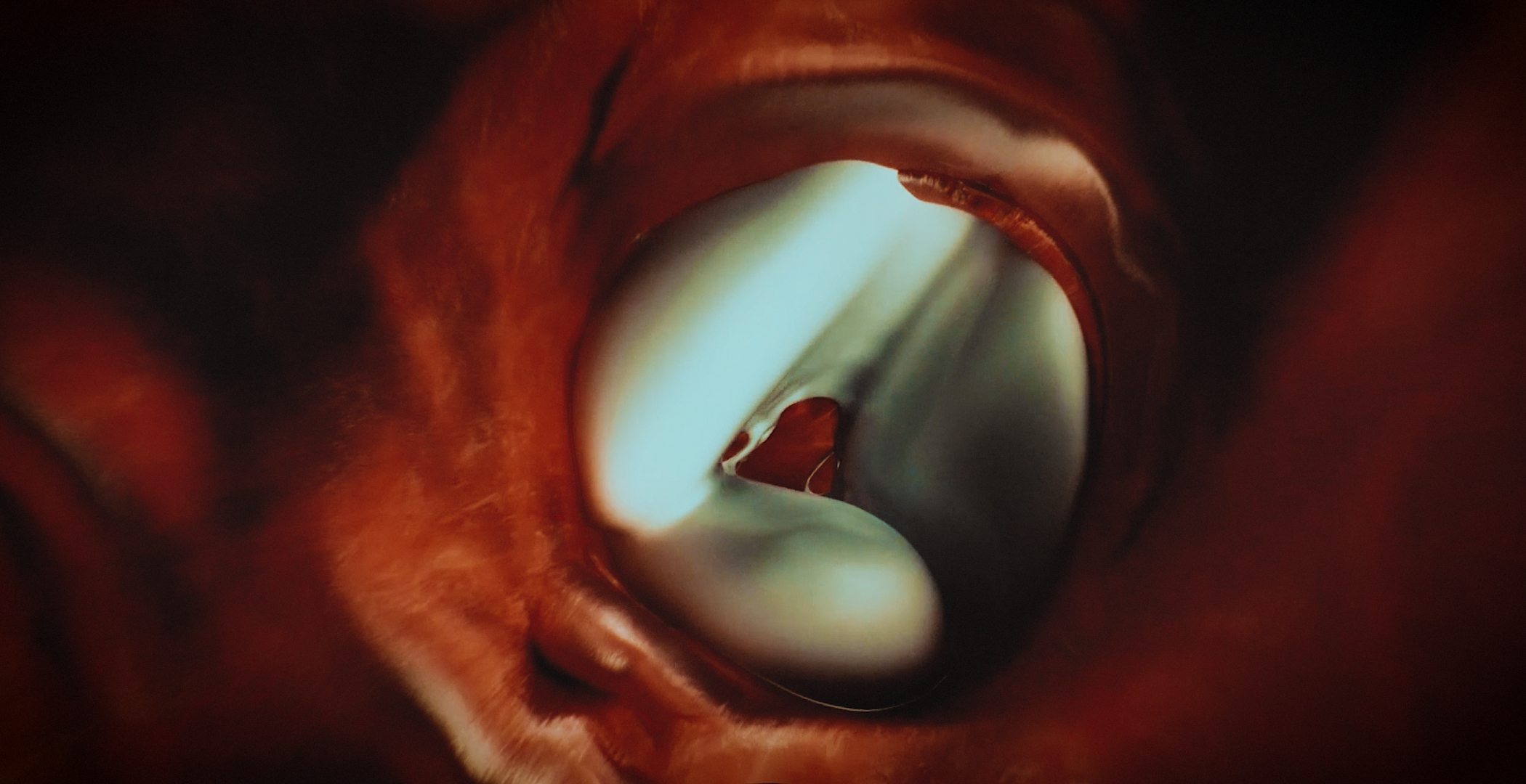 Animacja medyczna 360 stopni, widok serca, przekroje i symulacja z animacji 3D. Medical Animation 360 degree, heart view, cross-sections and simulation from 3D animation.