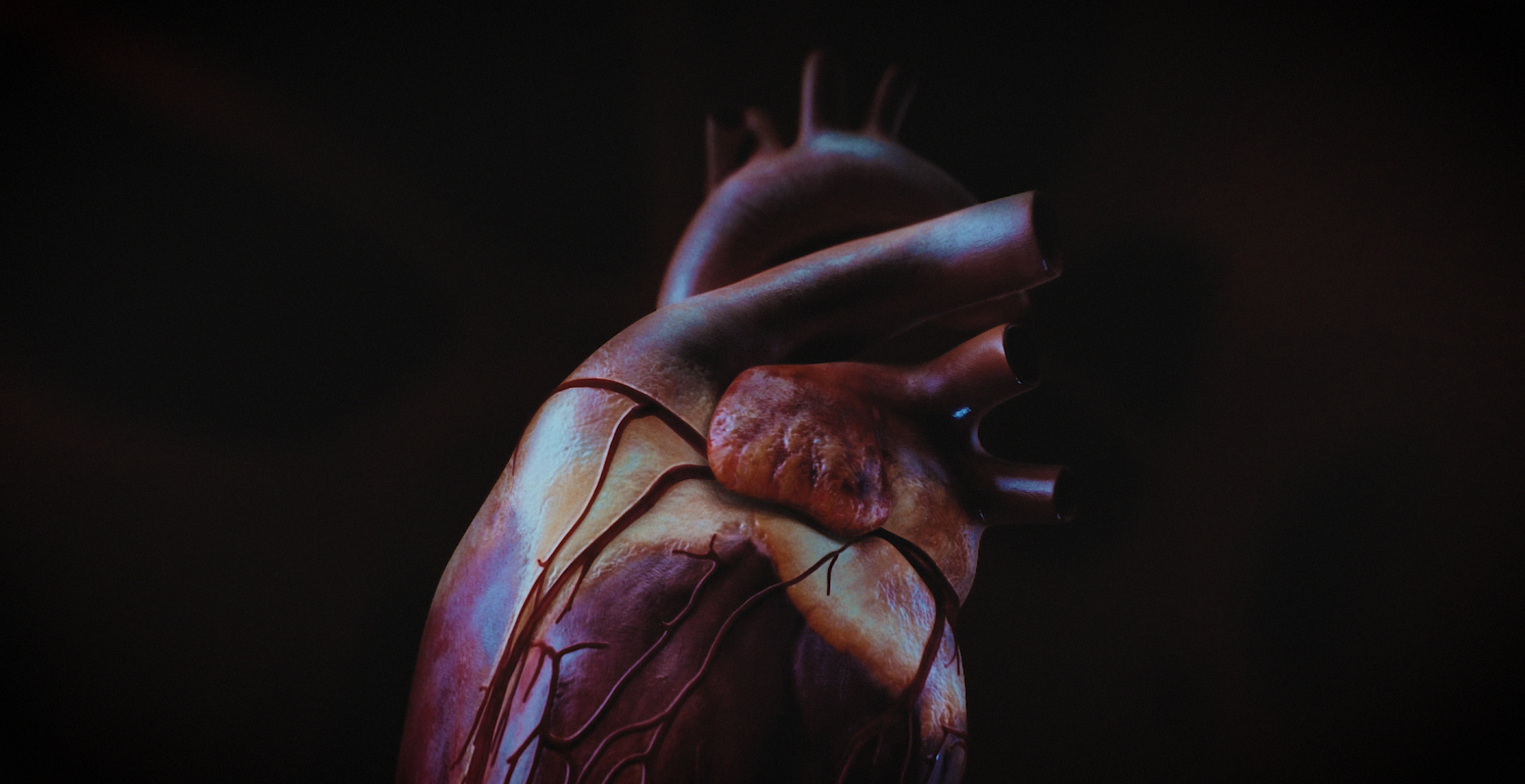 Animacja medyczna 360 stopni, widok serca, przekroje i symulacja z animacji 3D. Medical Animation 360 degree, heart view, cross-sections and simulation from 3D animation.