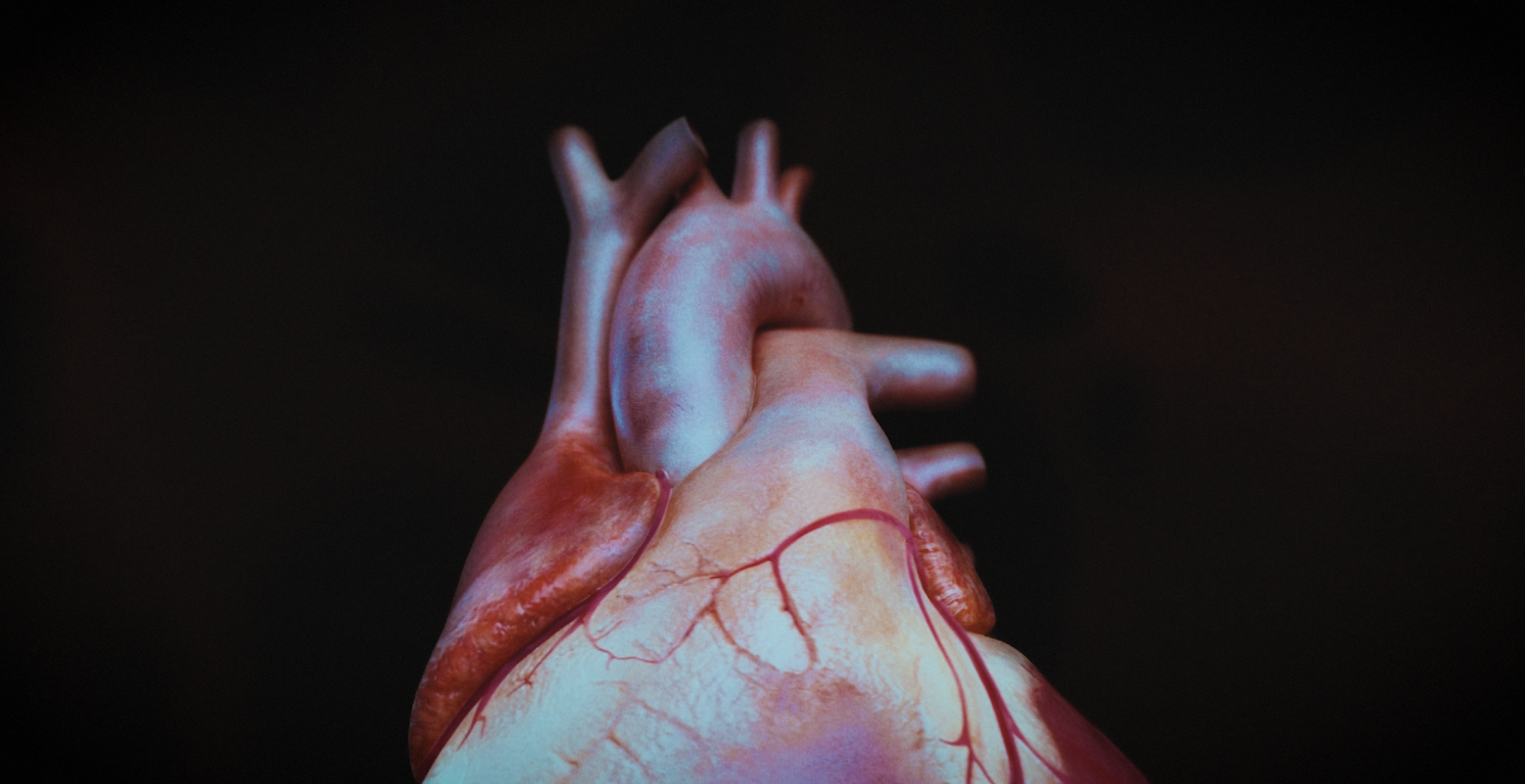 Animacja medyczna 360 stopni, widok serca, przekroje i symulacja z animacji 3D. Medical Animation 360 degree, heart view, cross-sections and simulation from 3D animation.