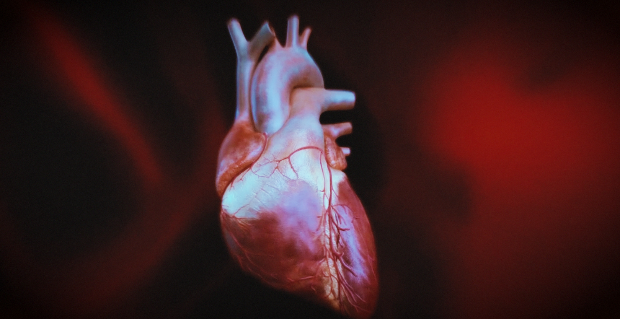 Animacja medyczna 360 stopni, widok serca, przekroje i symulacja z animacji 3D. Medical Animation 360 degree, heart view, cross-sections and simulation from 3D animation.